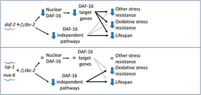 Endosomal trafficking protein TBC-2 is required for the longevity of long-lived mitochondrial mutants